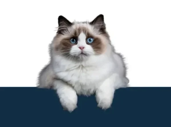 Katzenversicherung von simpego