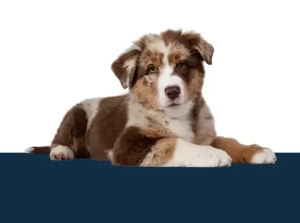 Hundeversicherung von simpego