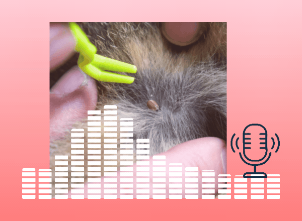 geschützt vor Zecken durch die simpego Haustierversicherung.